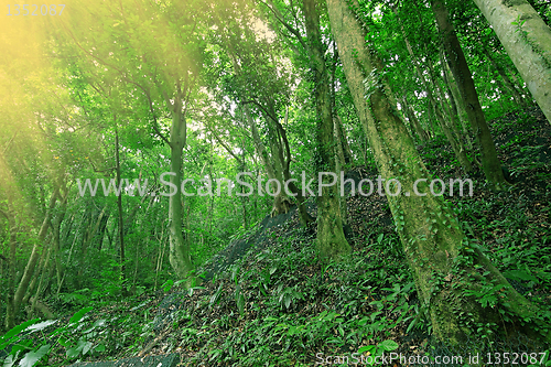 Image of Trees in the forest