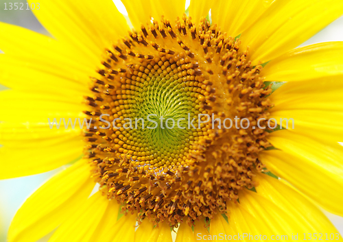 Image of Sunflower