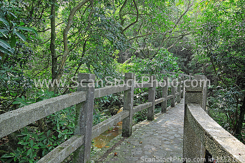 Image of Bridge in the forest