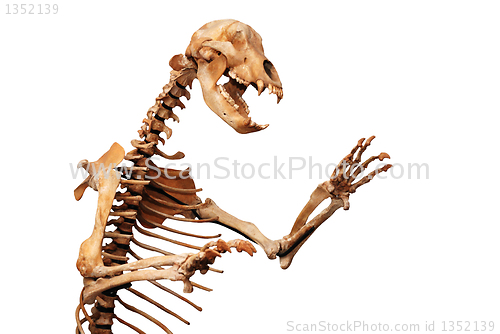 Image of skeleton of ursus spelaeus 