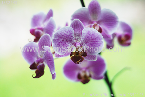 Image of beautiful violet orchids