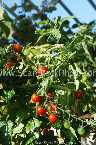 Image of bright red tomatoes 