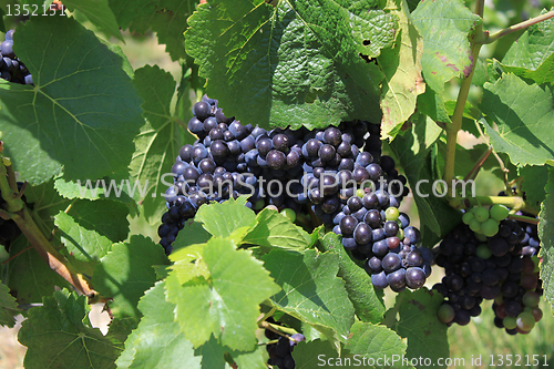 Image of bunch of grapes