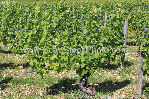 Image of Vine