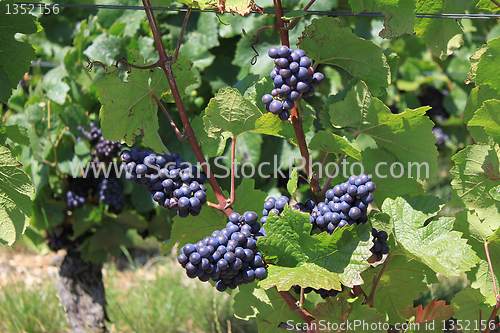 Image of bunch of grapes