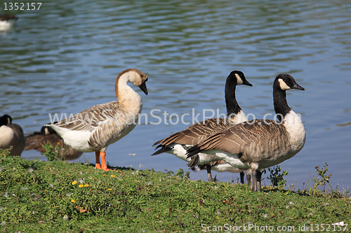 Image of wild geese