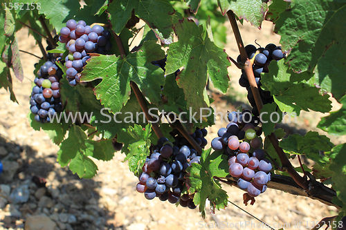 Image of bunch of grapes