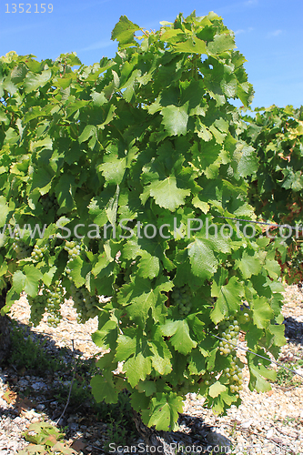 Image of Vine