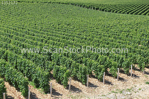 Image of Vineyard