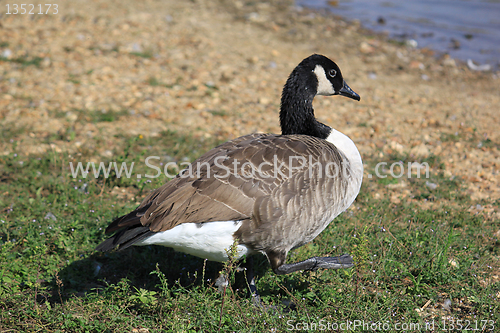 Image of wild geese