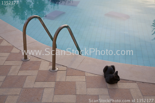 Image of Black cat by the pool