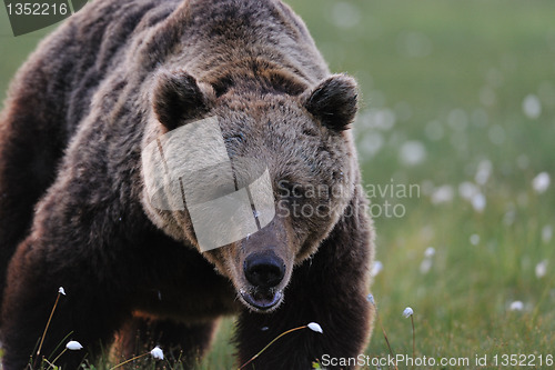 Image of Big male bear at close