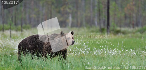 Image of Brown bear panorama 