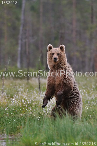 Image of Bear standing