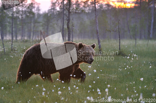 Image of Brown bear walking 