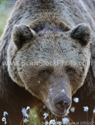 Image of Close to 26 years old male brown bear