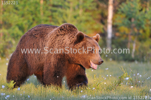 Image of Smiling bear