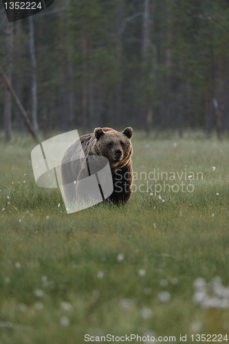 Image of Brown bear with forest background