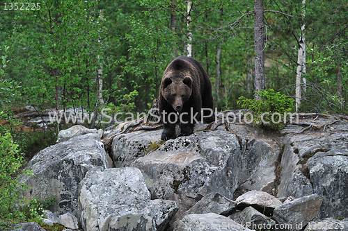 Image of Bear on the rocks 