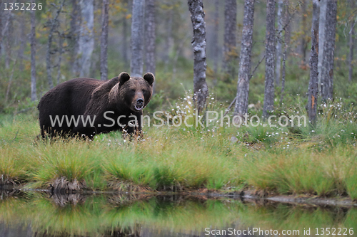 Image of Bear next to a lake