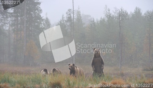 Image of Bear with cups 