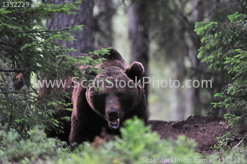 Image of Big brown bear in a forest