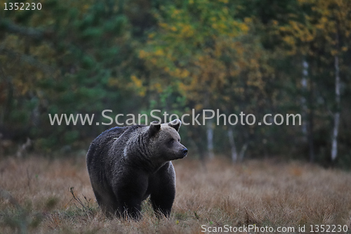 Image of Bear in autumn