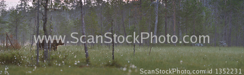 Image of Swamp panorama with a brown bear 