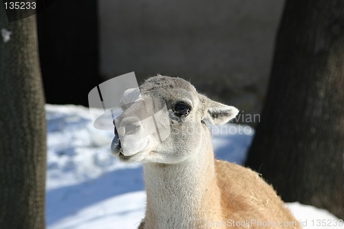 Image of in a zoo