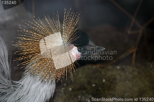 Image of crowned crane