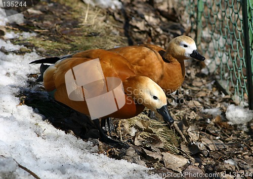 Image of ducks