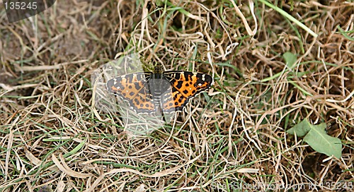 Image of butterfly
