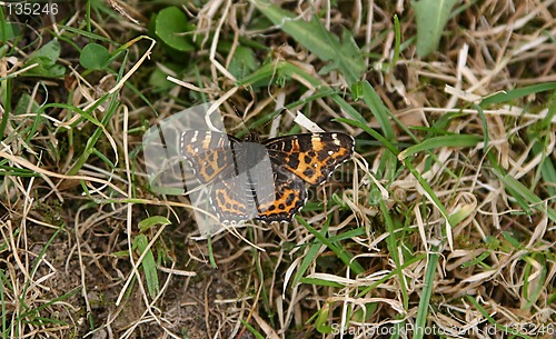 Image of butterfly