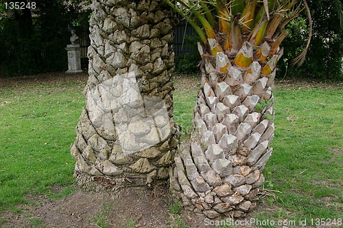 Image of trunks of palm tree