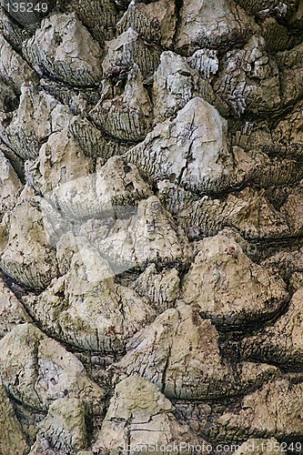 Image of bark of a palm tree