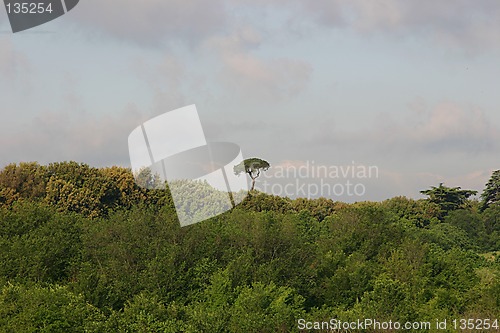 Image of landscape with a pine