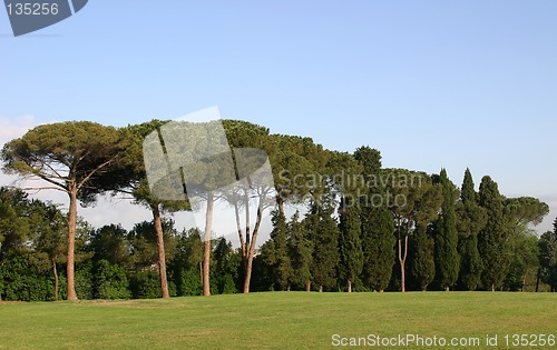Image of landscape with pine-trees