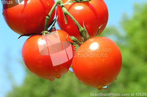 Image of Red tomatoes against blue sky