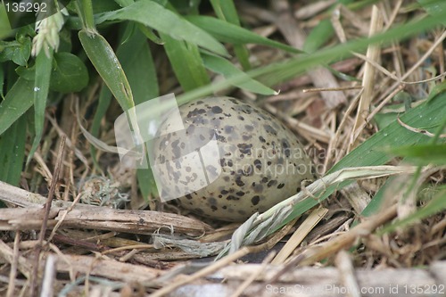 Image of Arctic Tern Egg