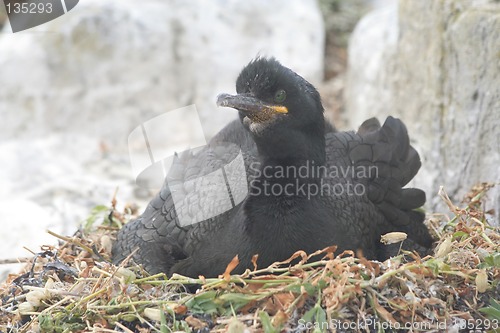 Image of A Shag on it's nest