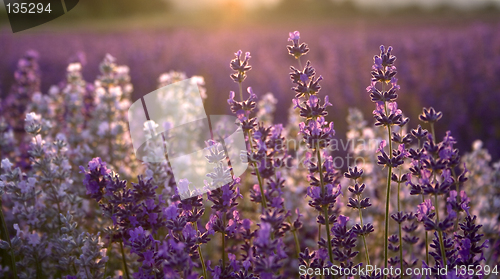 Image of Lavender at sunset