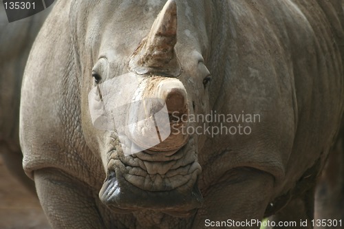 Image of Head on Rhino