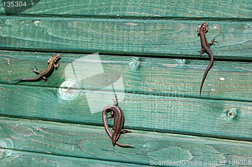Image of dance of lizards on a wall