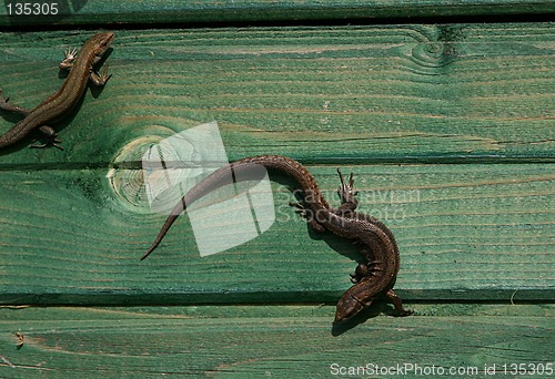 Image of lizards
