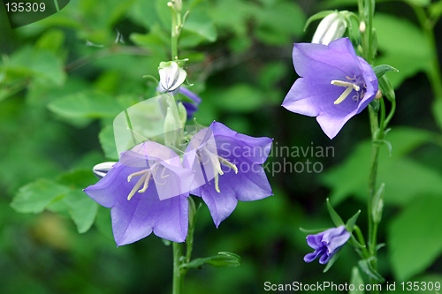 Image of campanula