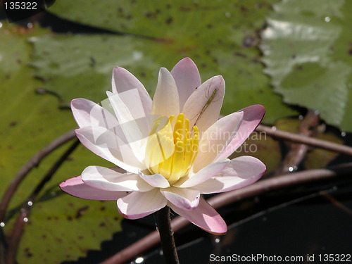Image of Lotus in a Pond
