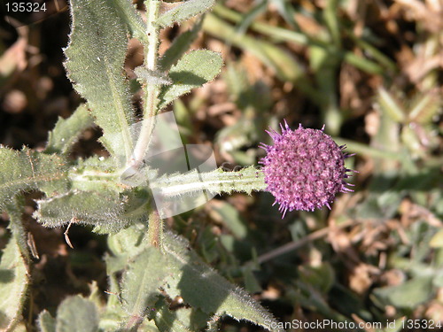 Image of A Beautifukl Weed