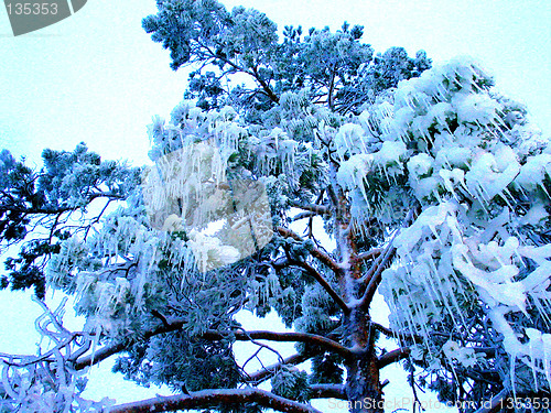Image of Frozen tree