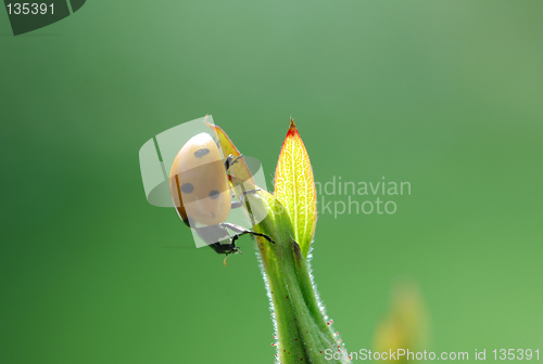 Image of Ladybird