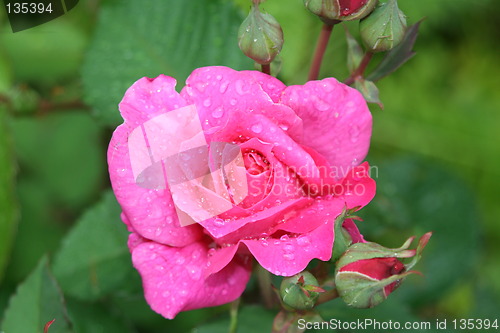 Image of Rose in rain